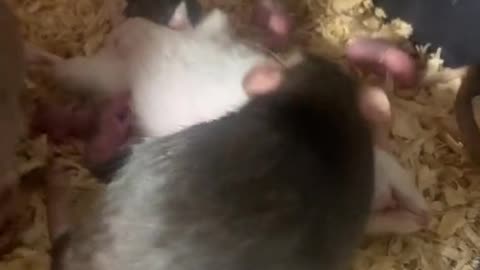 The mouse is giving birth to a baby