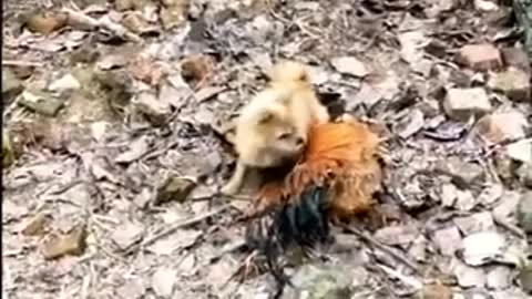 CHICKEN 🐔 VS DOG 🐕 FIGHT ~ ANIMALS FUNNY VIDEOS 😂