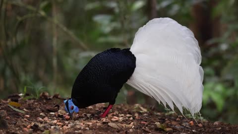 Bulwer's Pheasant in Borneo