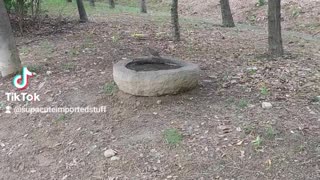 Little Bird Taking a Bath!