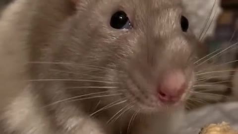 Fanny Pet Rat #1