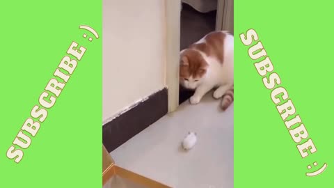 Cat playing with a mouse