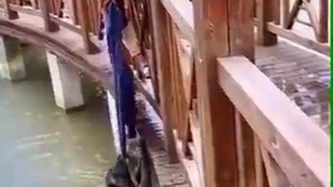 OMG Crocodile attack on dog in water