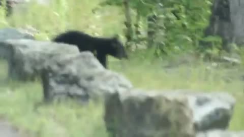 Bear Cubs Play in the Road - Too Cute