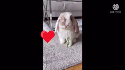 Rabbit eating