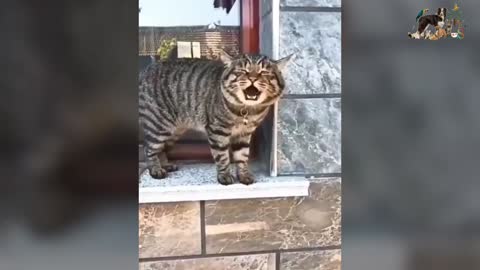 Funny Cats Can speak in English