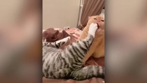 Funny cats 2024 | Shock with pranks 😂😂