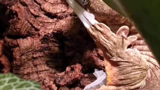 Gecko Removes Molted Skin
