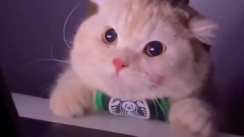Cute cat watching video
