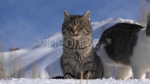 A Cat on the Snow During the Winter