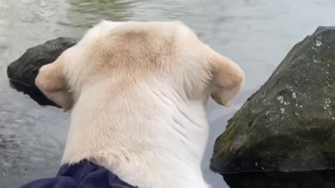 WHAT ARE YOU THINKING BUDDY?! - FUNNY LABRADOR RETRIEVER - BUDDY #5 VIDEO!