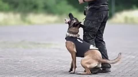 Smart dog 🐕 training video || dog training Tricks || dog 🐕 training Shorts# video