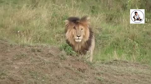 . موت الأسد الأسطورة سكار فيس.. _عاش كملك عظيم!Legendary Lion Scar Face