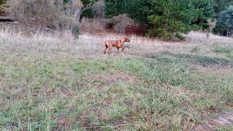 Ridgeback Pup Runs Very Fast To Find Ridgeback Dog She Lost