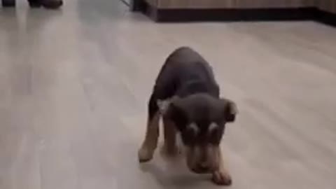 a cute and Funny Dog Dancing_480p