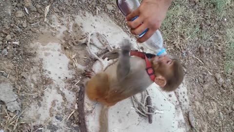 Monkey Drinking Pepsi