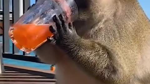 Funny monkey video