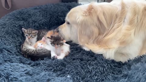 The Golden Retriever & New Tiny Kittens Became Best Friends [Cute Compilation]