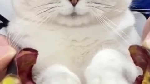 Cat can also Smile