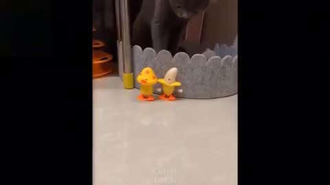 Funny animals compalation