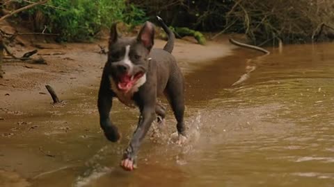 Big Pitbull Dog Run into the Water