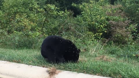 Bear Family Finds Yellowjacket Swarm in North Carolina Neighborhood