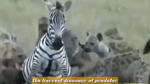 Hyenas eat the zebra alive.