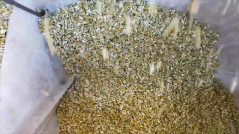 Beautiful Chamomile Flower Harvesting Machine - Chamomile Oil and Tea processing in Factory