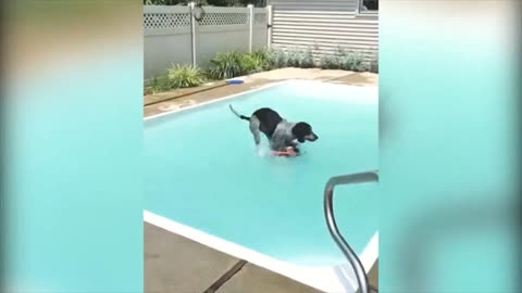 cute little dog jumps into the pool and falls on top of another dog