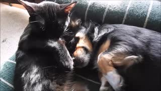 Friendly Cat Gives Puppy a Bath