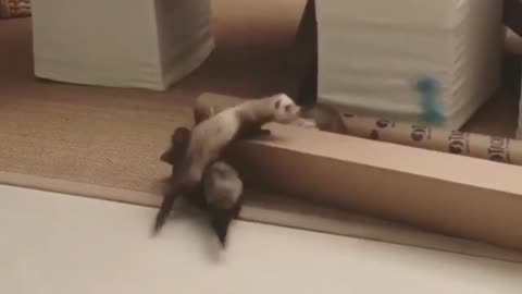 Ferrets Trying To Hold A Bone