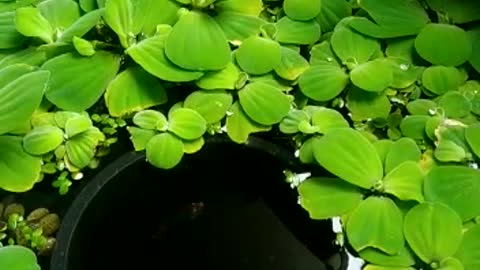 Betta fish pond that is fresh to the eye