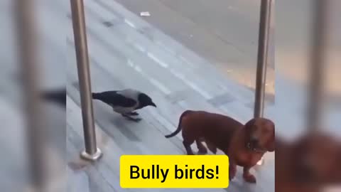 Bully birds!