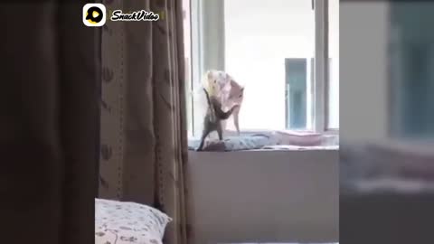 so funny, the 100% behavior of these two cats is what will keep you entertained and laughing