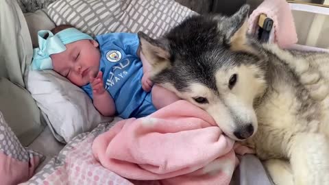 Newborn Baby Smiling In Her Sleep Because Her Husky Is Cuddling Her!!