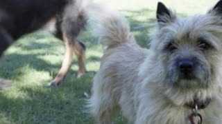 Senior Dog Rescued By His Best Friend