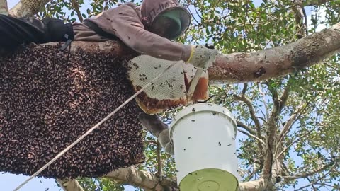 big beehive.