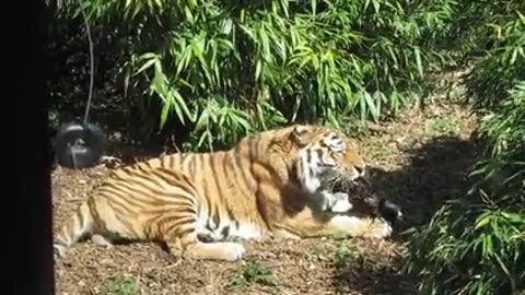 Big tigers eatting.