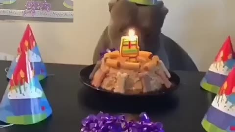 Dog's birthday party