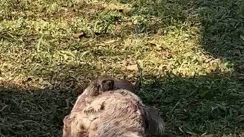 Bicho preguiça e seu filhote