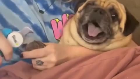 Funny Pug 🐶 screaming when cutting nails 😂😂😂