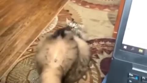 funny video,funny cat videos#funnycatvideos#funnyclipsvideo