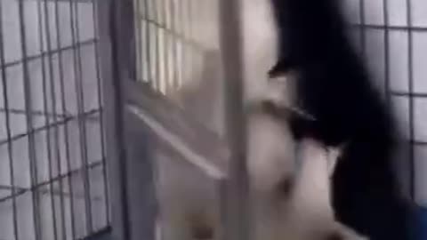 Funny Cute Dogs Video Full Fun Animals