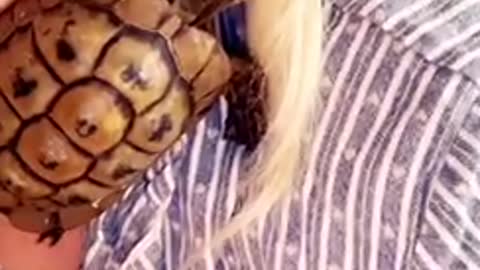pet Tortoise climbs onto girls shoulder while she giggles!