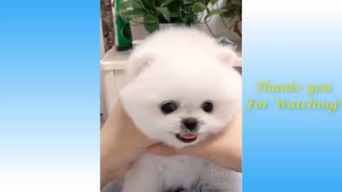 Funniest Animals - Best Of The Funny Animal Videos.. 🤣🐶