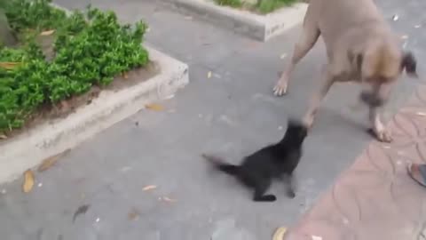 Mom cat save her kitten from dog