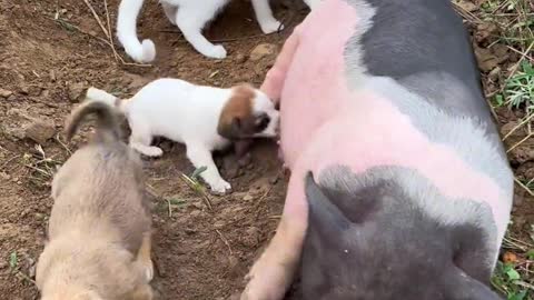 Cute pet pig
