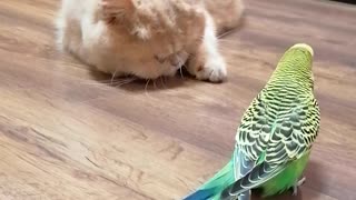 Птица смотрит как умывается кот и говорит на русском языке