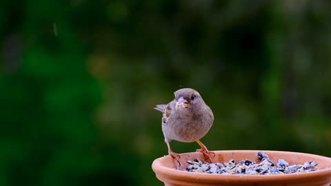 Bird video