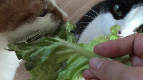cats eating lettuce
